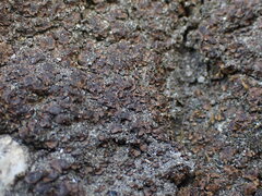 Psoraceae