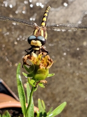 Cordulegaster dorsalis