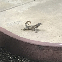 Leiocephalus carinatus