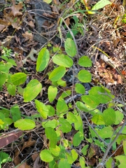 Celtis tenuifolia