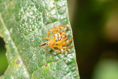 Pseudamycus albomaculatus