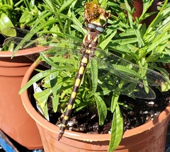 Cordulegaster dorsalis