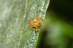 Pseudamycus albomaculatus