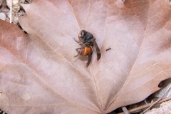 Orancistrocerus