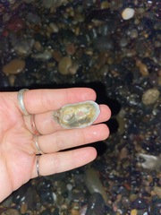 Ostrea lurida