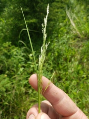 Agrostidinae