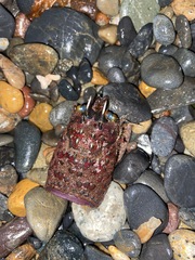 Panulirus interruptus