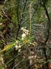 Acacia linifolia