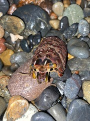 Panulirus interruptus