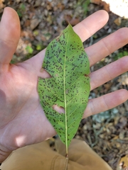 Quercus imbricaria