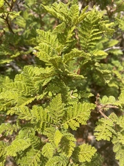 Chamaebatia foliolosa