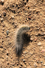 Spilosomina