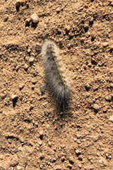 Spilosomina