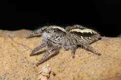 Megafreya sutrix