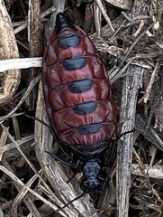 Pseudomeloe andensis