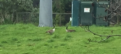 Branta canadensis maxima