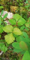 Rubus arcticus