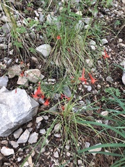 Ipomopsis aggregata formosissima