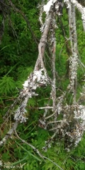 Parmelioideae