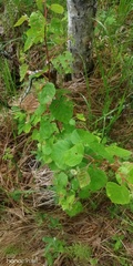 Betula pendula
