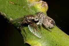 Salticinae
