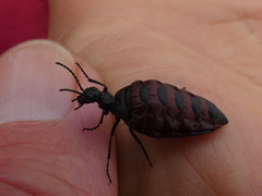 Pseudomeloe andensis