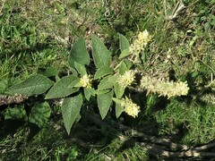 Buddleja stachyoides