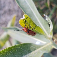 Tetraopes femoratus