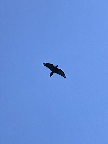 Common Raven photographed in Minnesota