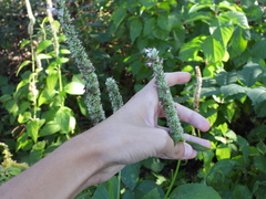 Agastache scrophulariifolia