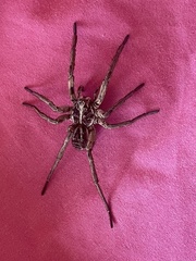 Tasmanicosa godeffroyi