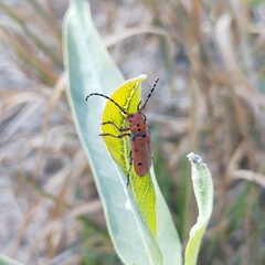 Tetraopes femoratus