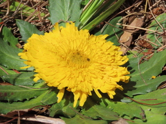 Hypochaeris sessiliflora