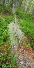 Usnea dasopoga