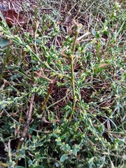 Polygonum aviculare