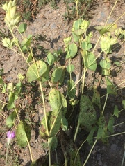 Bupleurum rotundifolium