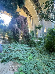 Vitis californica