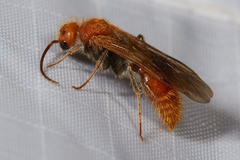 Mutillidae