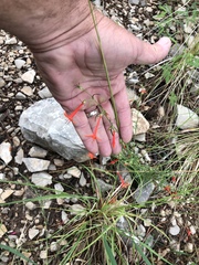 Ipomopsis aggregata formosissima