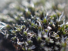 Grimmiaceae