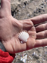 Aequipecten tehuelchus