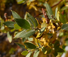 Salix glauca
