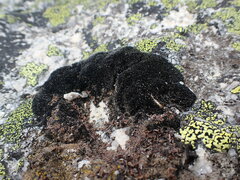 Grimmiaceae