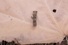 Amorphoscelis chinensis