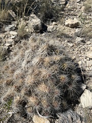 Echinocereus stramineus