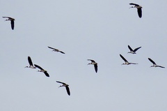 Threskiornis spinicollis