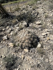 Echinocereus stramineus