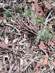 Grevillea mucronulata