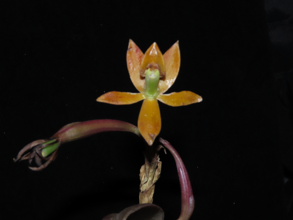 Epidendrum geminiochraceum Hágsater, E.Santiago & Medina Tr.