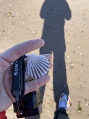 Aequipecten tehuelchus